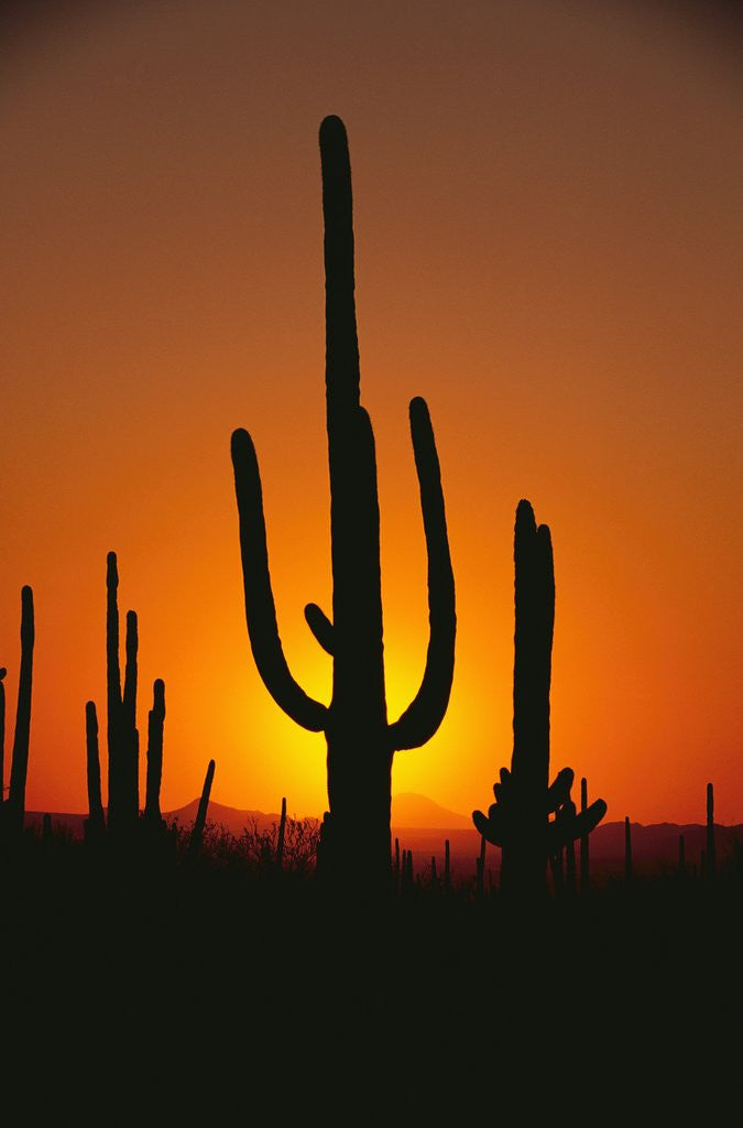 Detail of Sun Setting Behind Cacti by Anonymous