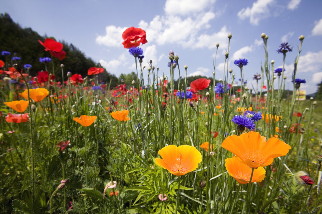 Detail of Wild Flowers in Meadow by Anonymous
