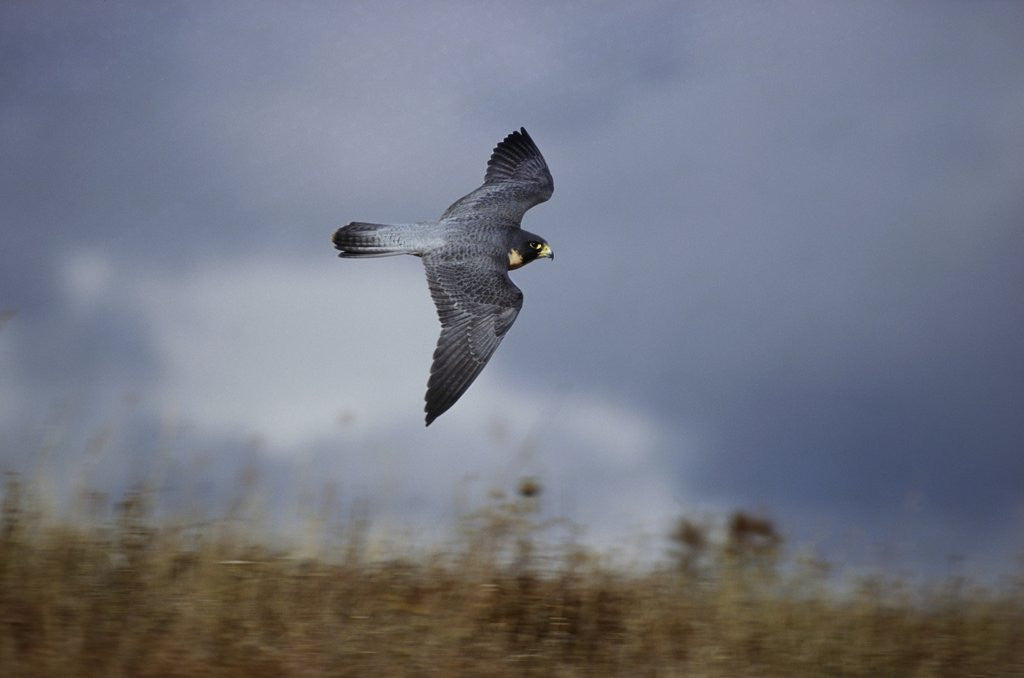 Detail of Peregrine Falcon in Flight by Anonymous