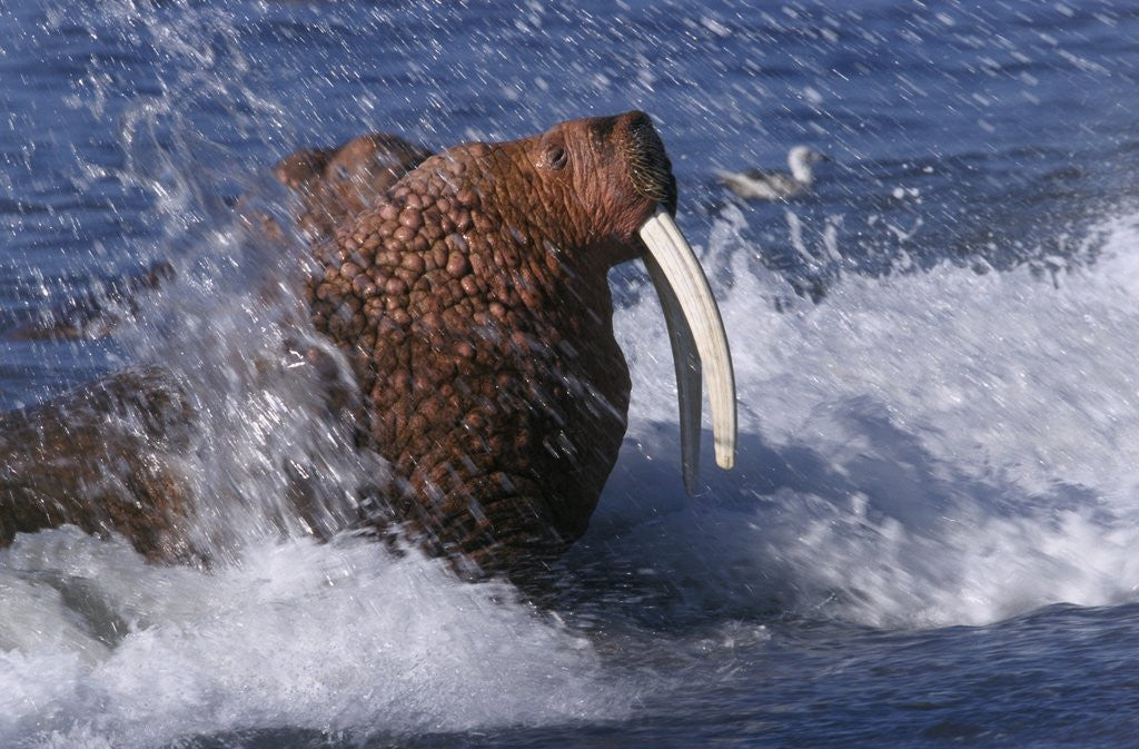 Detail of Pacific Walrus in Surf by Anonymous