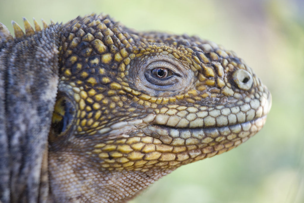 Detail of Close-up of Land Iguana by Anonymous