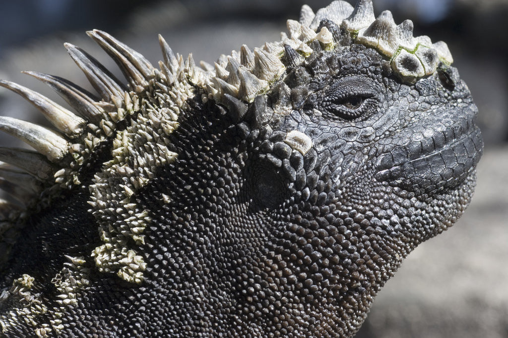 Detail of Close-up of Red Marine Iguana by Anonymous