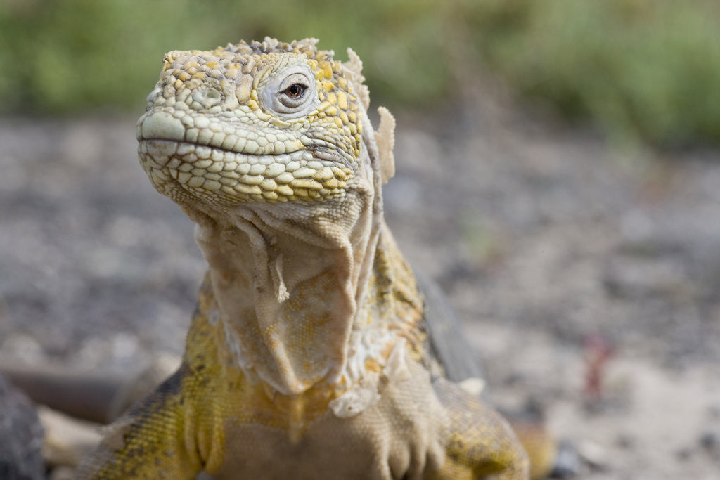 Detail of Close-up of Land Iguana by Anonymous
