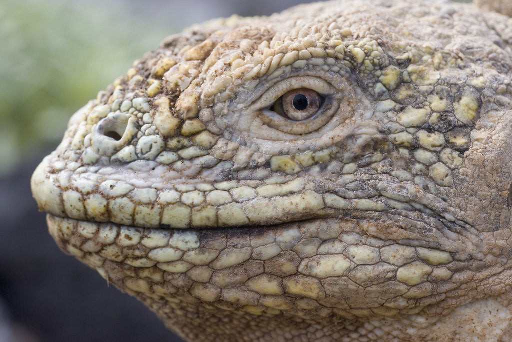 Detail of Close-up of Land Iguana by Anonymous