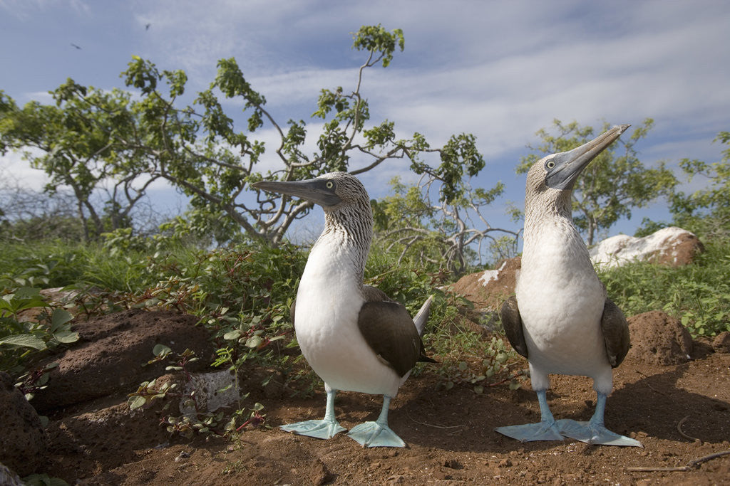 Detail of Pair of Blue-Footed Boobies by Anonymous