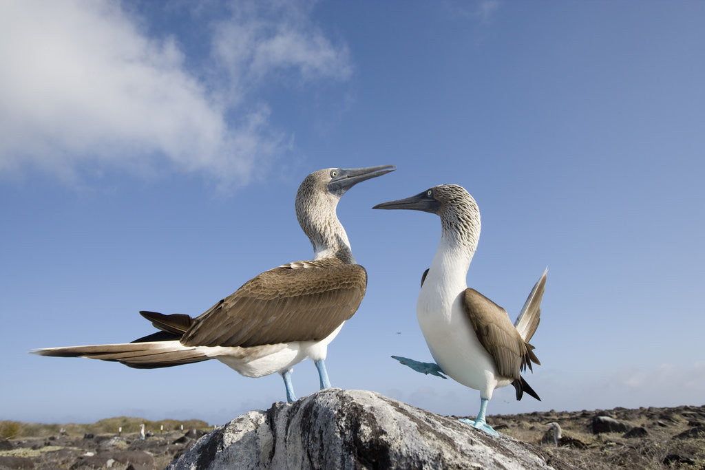Detail of Pair of Blue-Footed Boobies by Anonymous