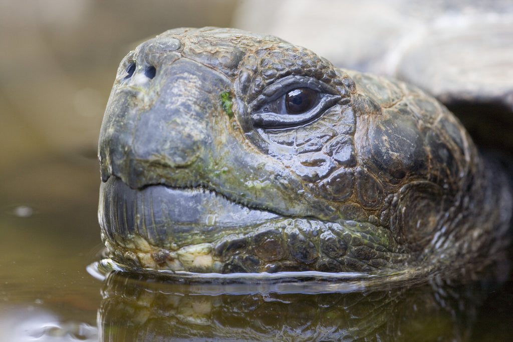 Detail of Close-up of Giant Tortoise Head by Anonymous