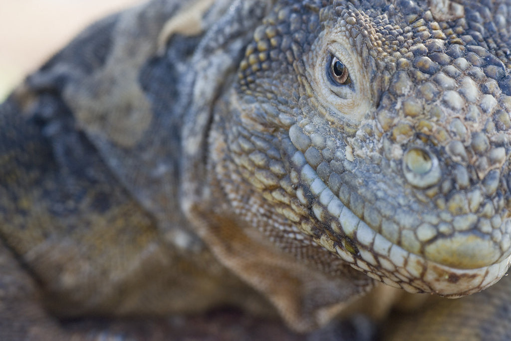 Detail of Close-up of Land Iguana by Anonymous