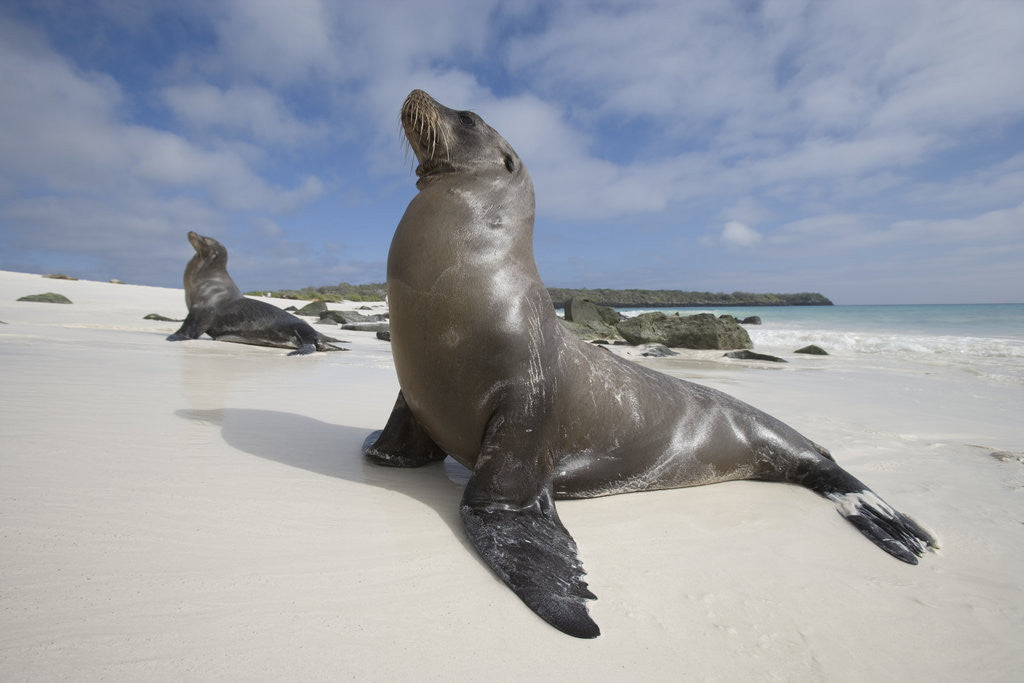 Detail of Galapagos Sea Lions by Anonymous