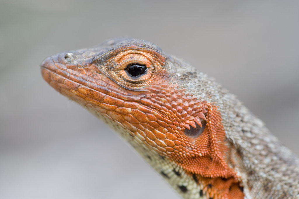 Detail of Close-up of Lava Lizard by Anonymous