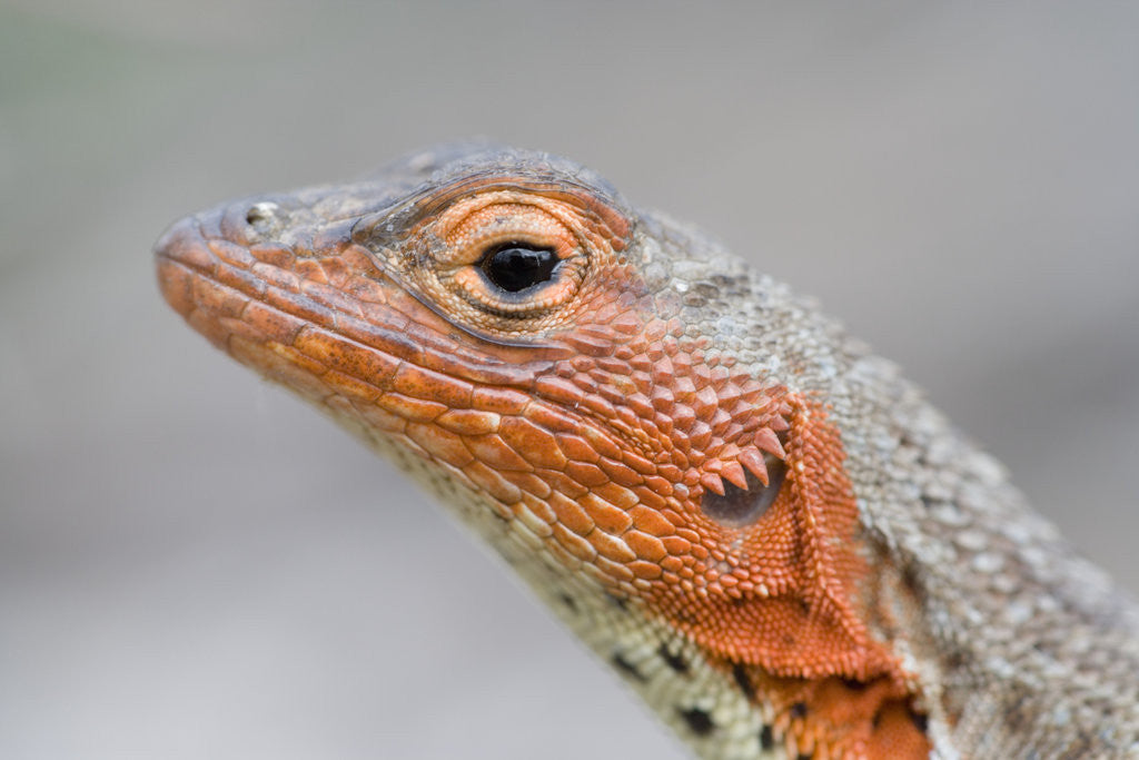 Detail of Close-up of Lava Lizard by Corbis