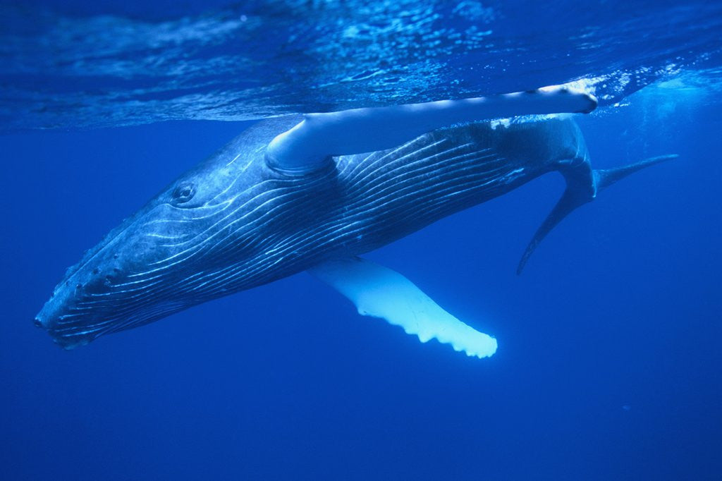 Detail of Humpback Whale by Corbis