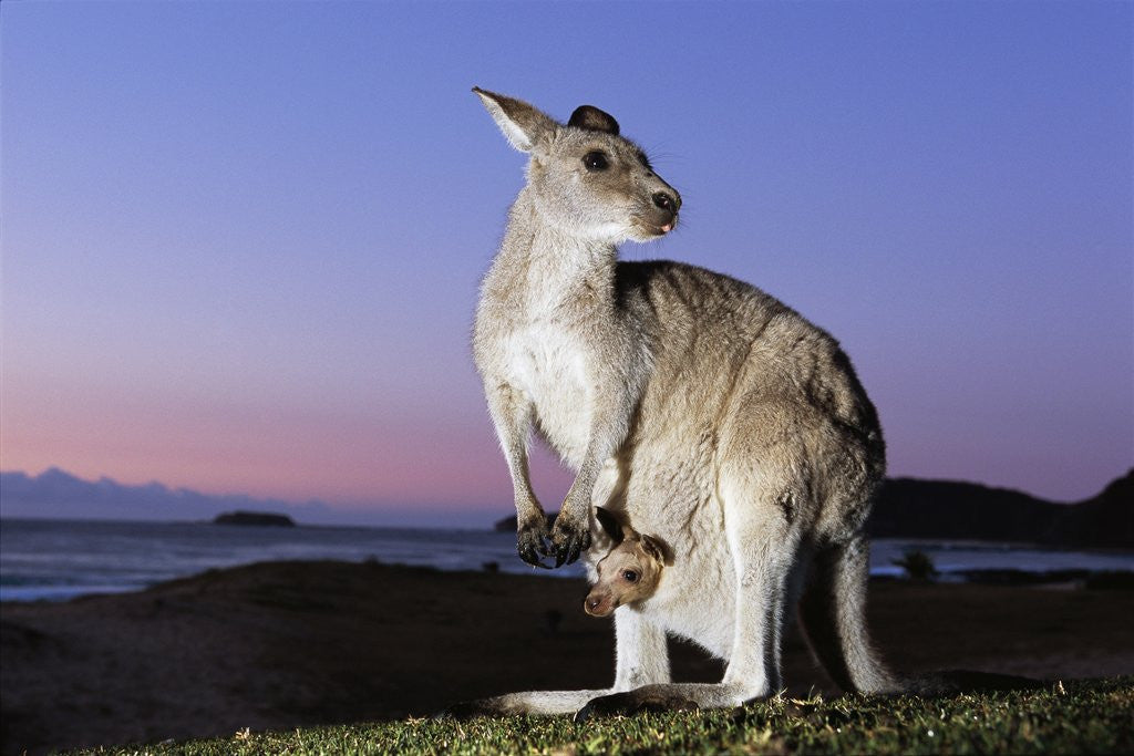 Detail of Eastern Gray Kangaroo by Corbis