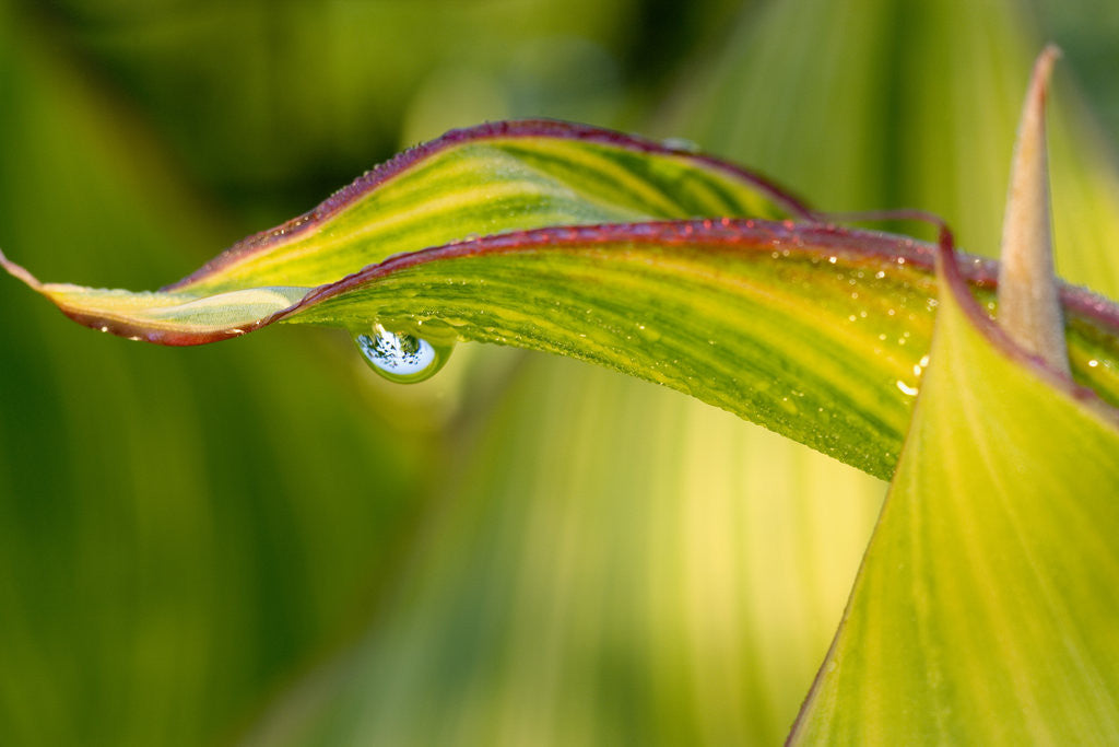 Detail of Water Droplet on a Leaf by Anonymous