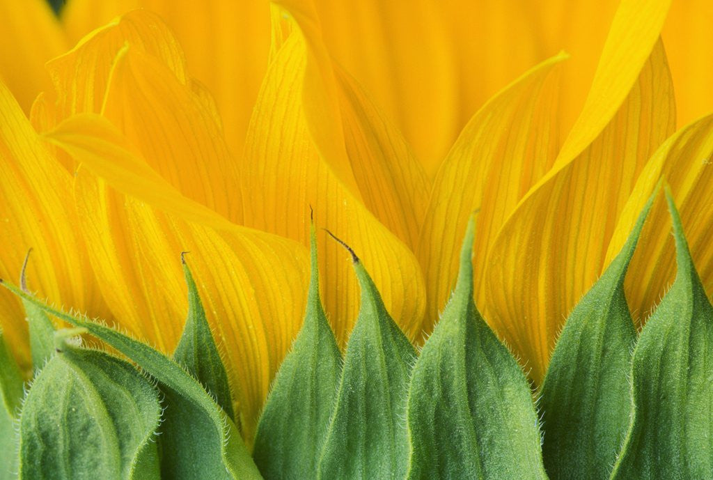 Detail of Sunflower by Anonymous