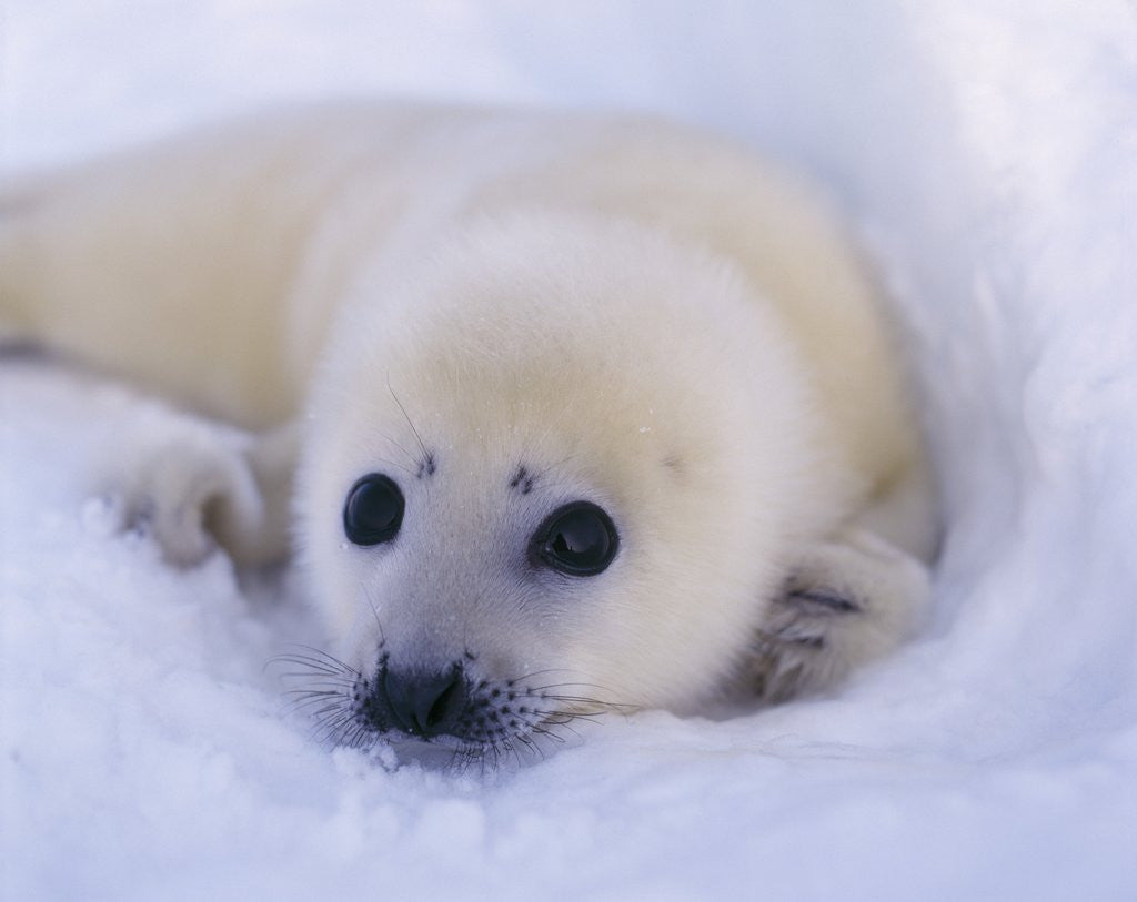 Detail of Newborn Harp Seal by Anonymous