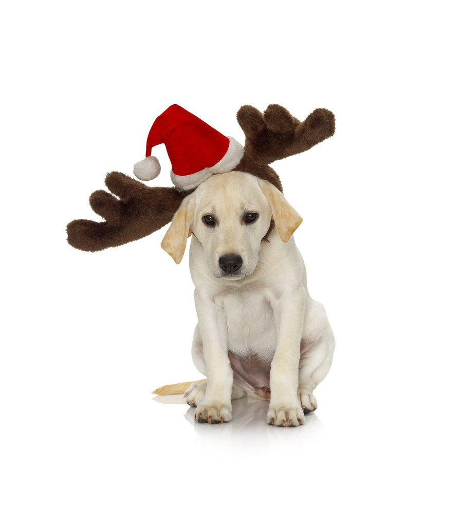 Detail of Puppy with Santa Hat and Reindeer Ears by Corbis