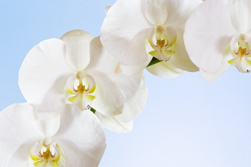 Detail of White Orchids on Blue Background by Anonymous