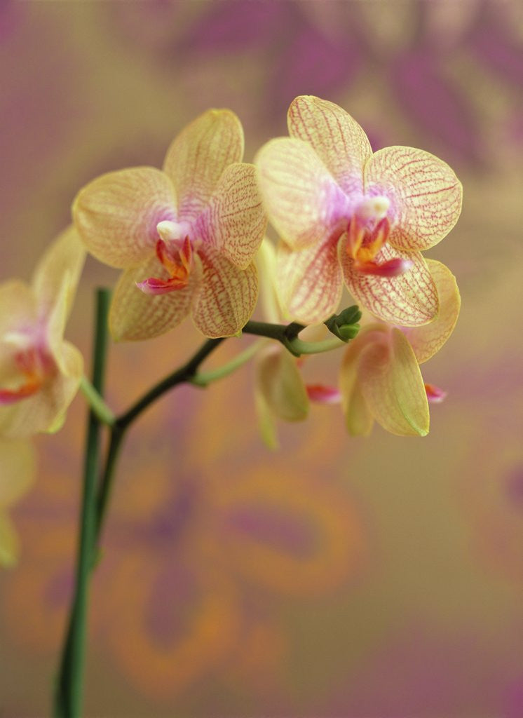 Detail of Orchid by Anonymous
