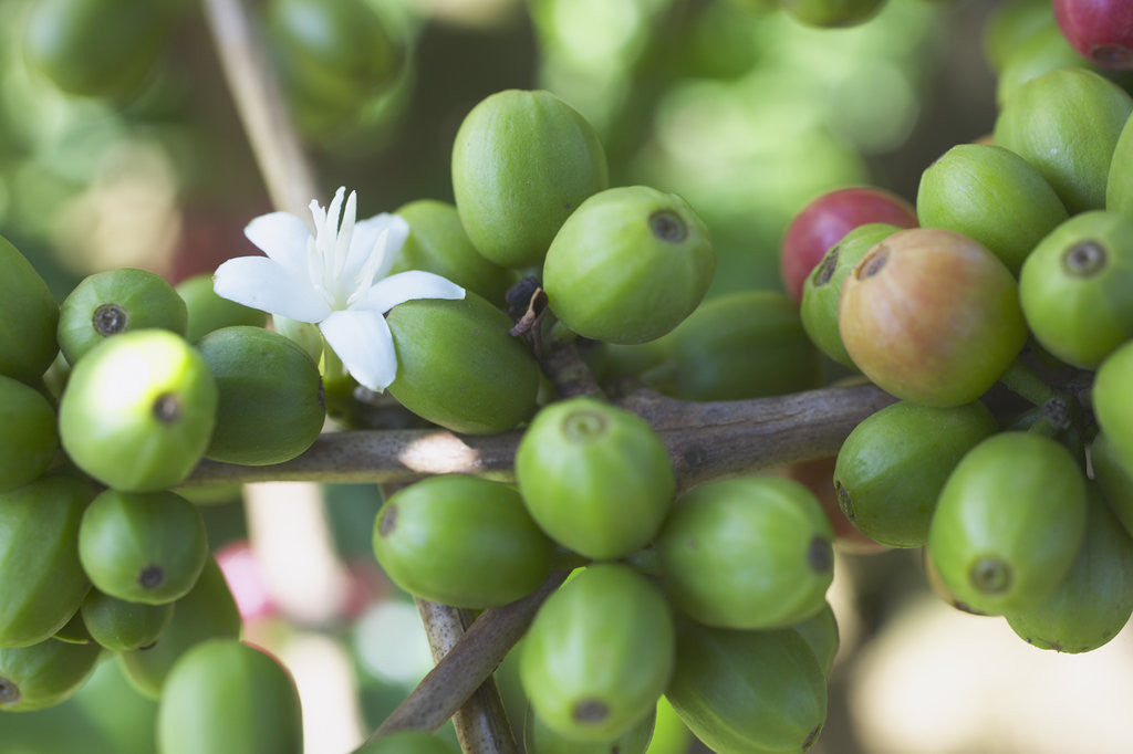 Detail of Flower and Coffee Cherries by Corbis