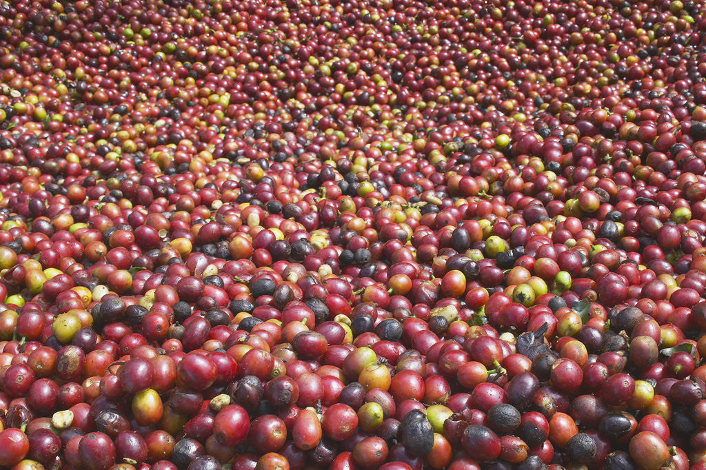 Detail of Coffee Cherries by Anonymous