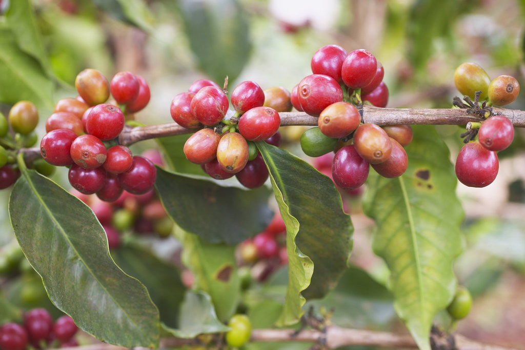Detail of Coffee Cherries by Anonymous