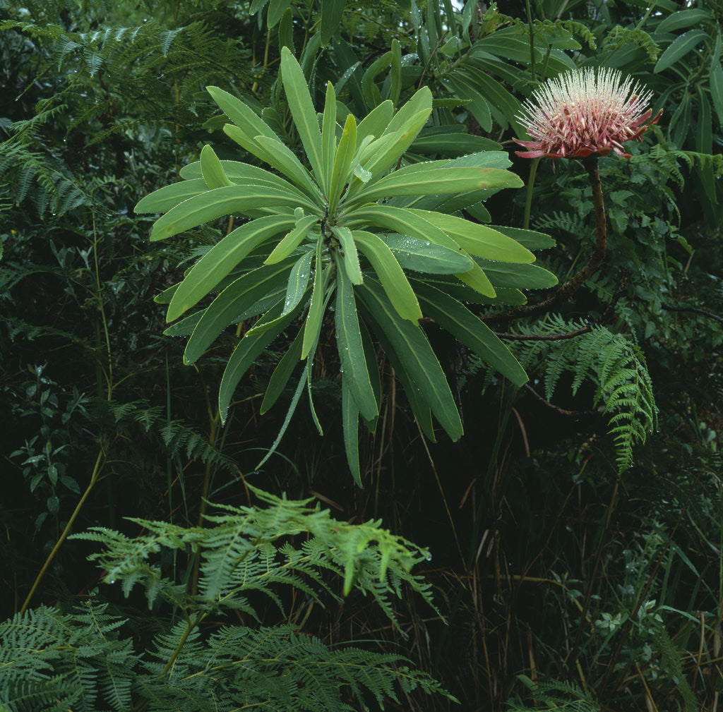 Detail of Protea Plant by Anonymous