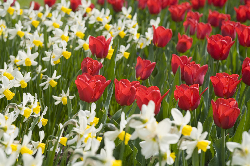 Detail of Oscar Tulips and Jack Snipe Narcissus by Anonymous