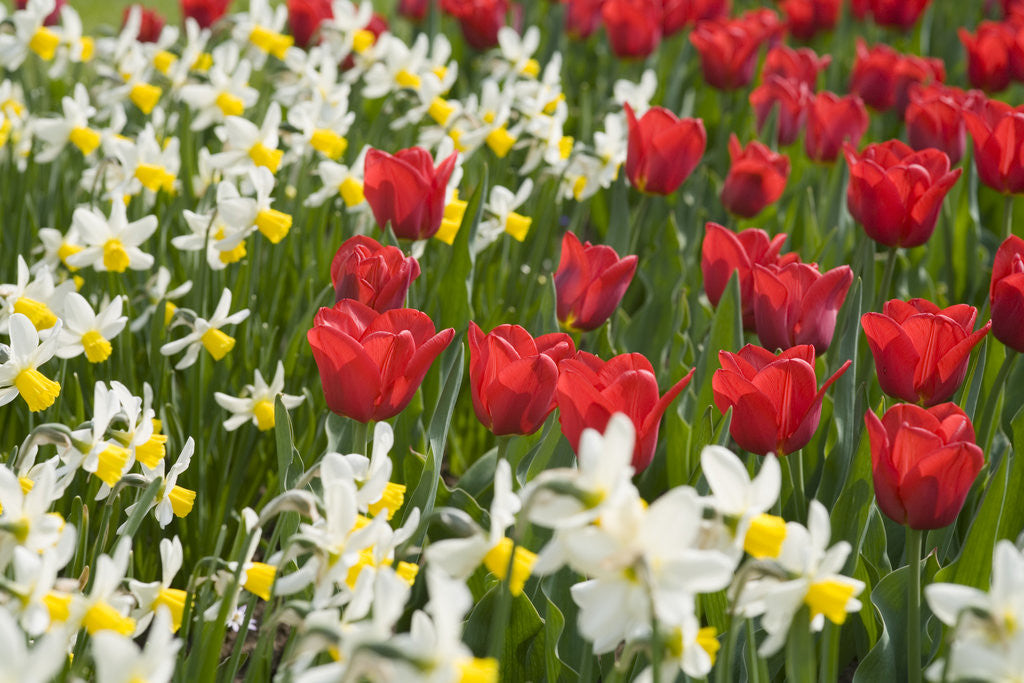 Detail of Oscar Tulips and Jack Snipe Narcissus by Corbis