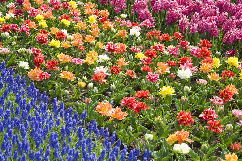Detail of Rows of Flowers in Keukenhof Gardens by Anonymous