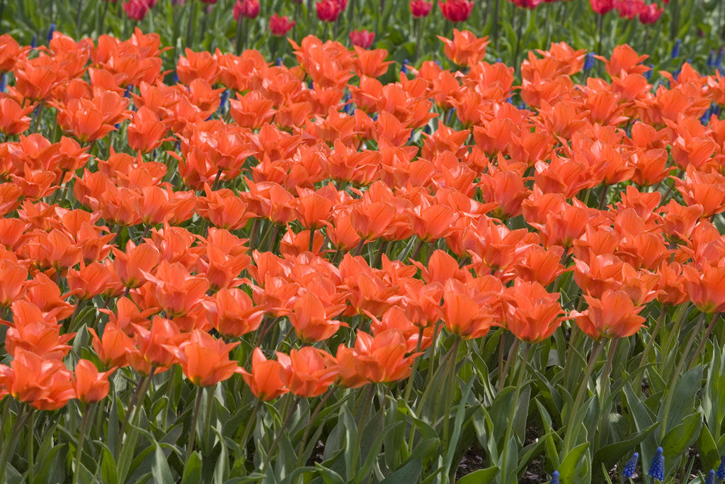 Detail of Atje Keulen Tulips by Anonymous