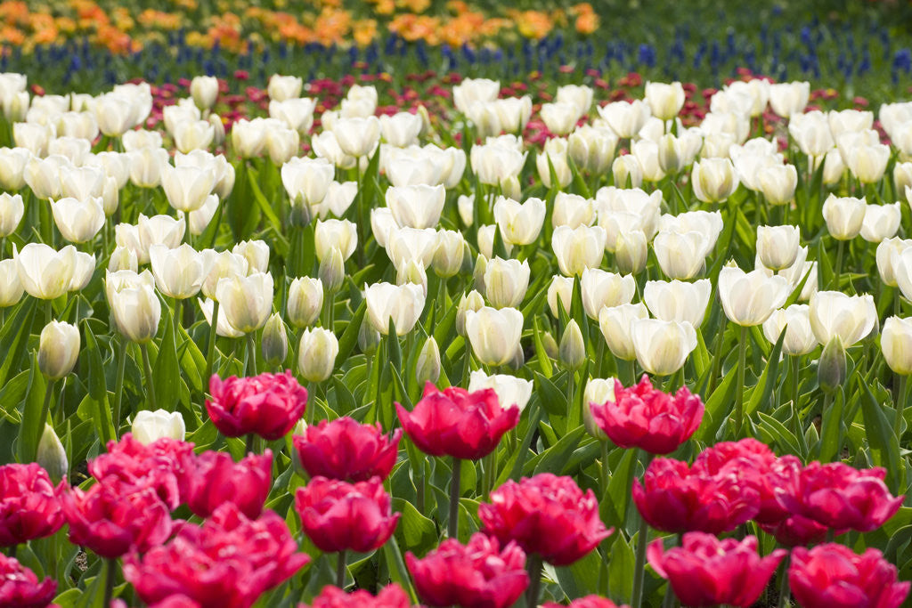 Detail of Queen of Marvel and Christmas Marvel Tulips by Anonymous