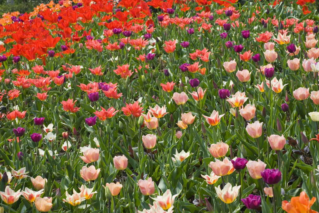 Detail of Tulips in Keukenhof Gardens by Anonymous