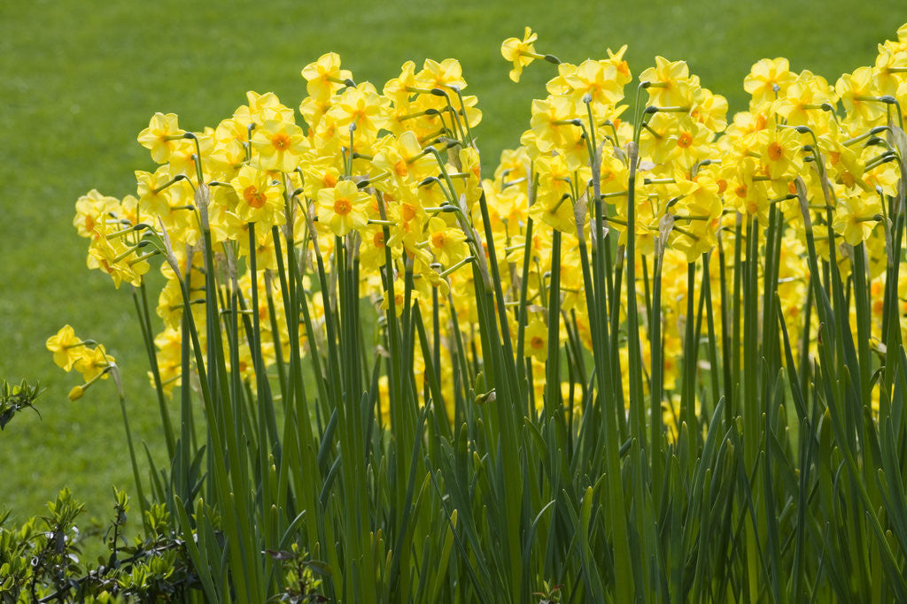 Detail of Yellow Martinette Narcissus by Anonymous