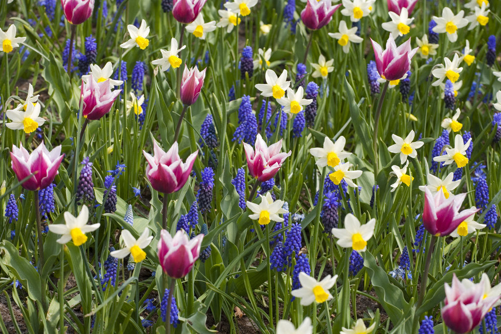 Detail of Mixed Tulips and Grape Hyacinth by Anonymous