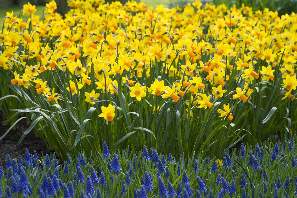 Detail of Jetfire Narcissus by Anonymous