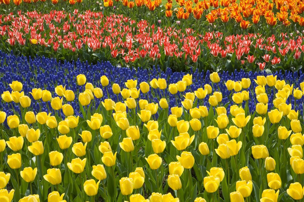 Detail of Rows of Tulips in Keukenhof Gardens by Anonymous