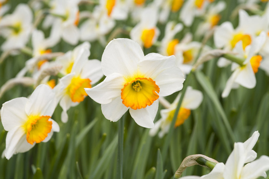 Detail of Flowerdrift Narcissus by Corbis