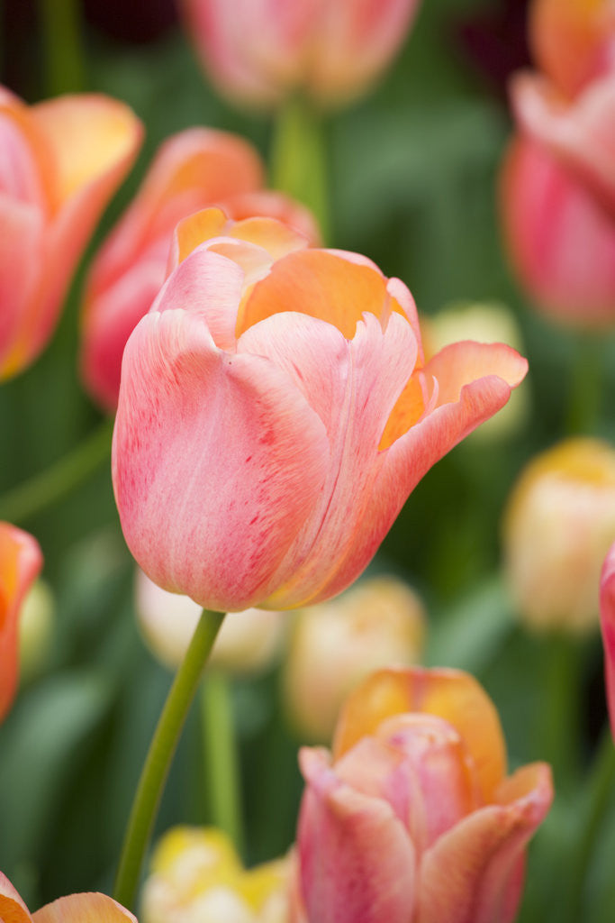 Detail of Tequila Sunrise Tulips by Anonymous
