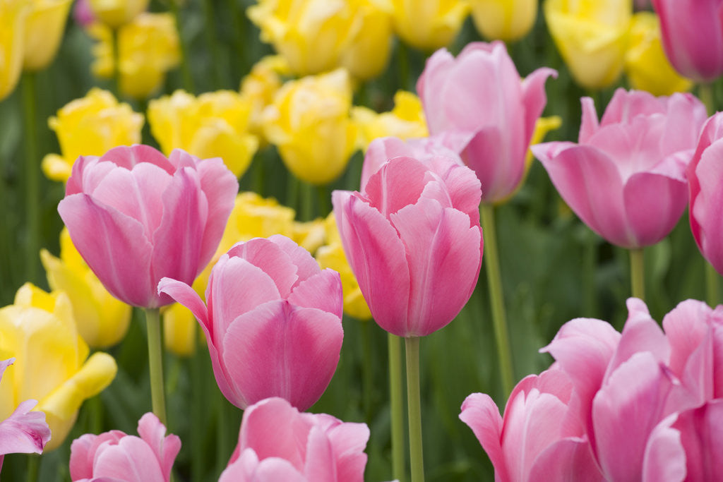 Detail of Mirella Tulips by Anonymous