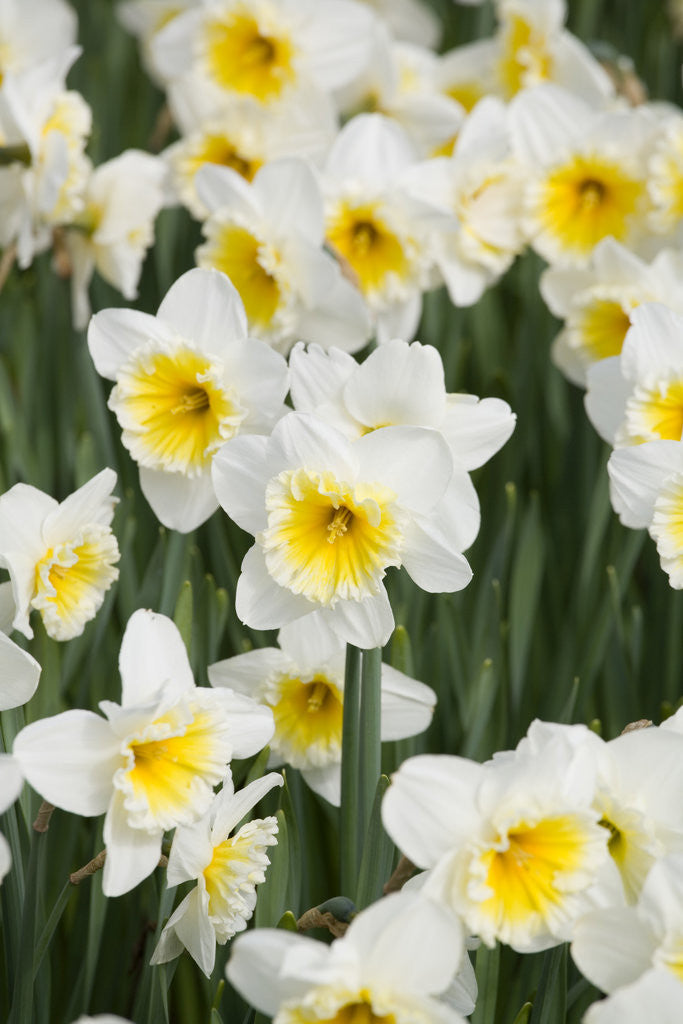 Detail of Orange Ice Follies Narcissus by Anonymous