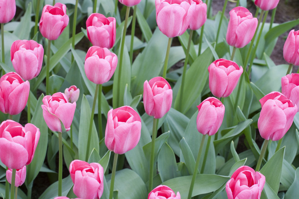 Detail of Nico Vos Tulips by Anonymous
