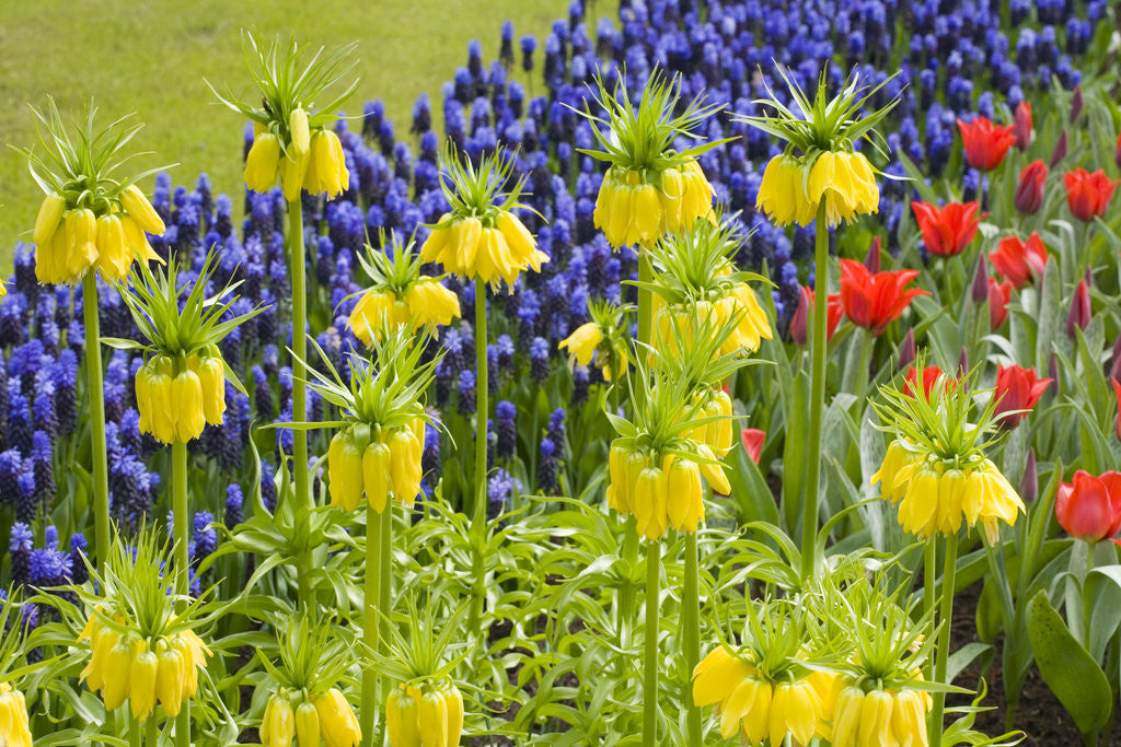Detail of Yellow Fritillaria Imperialis by Anonymous