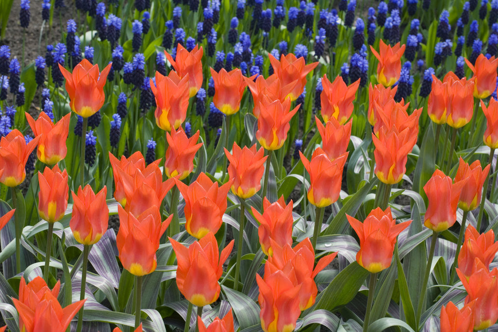 Detail of Juan Tulips by Anonymous