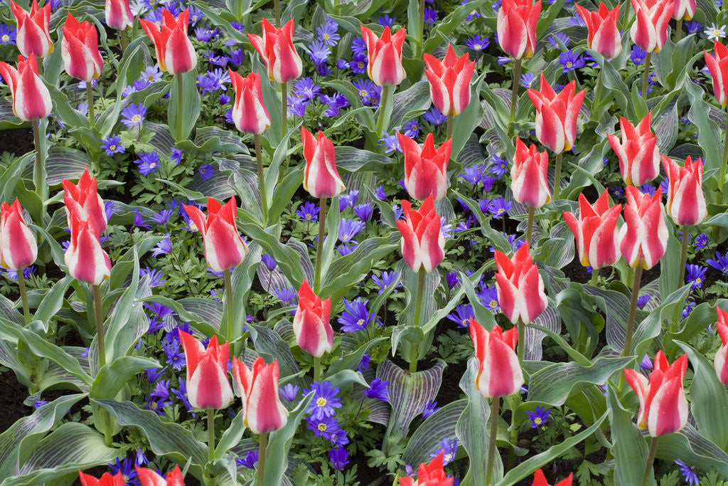 Detail of Variegated Plaisir Tulips and Blue Star Anemone by Anonymous