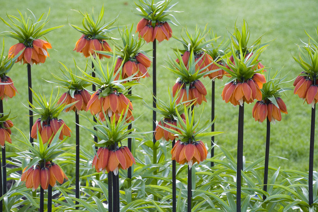 Detail of Orange Mozart Fritillaria Imperialis by Anonymous