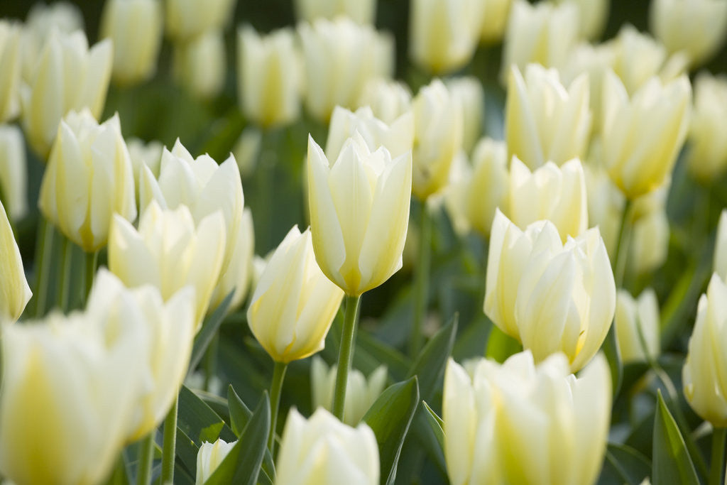 Detail of Purissima Tulips by Anonymous