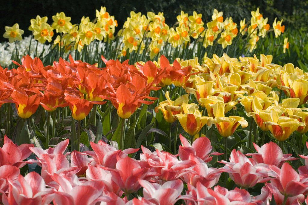 Detail of Czar Peter and Juan Tulips by Anonymous