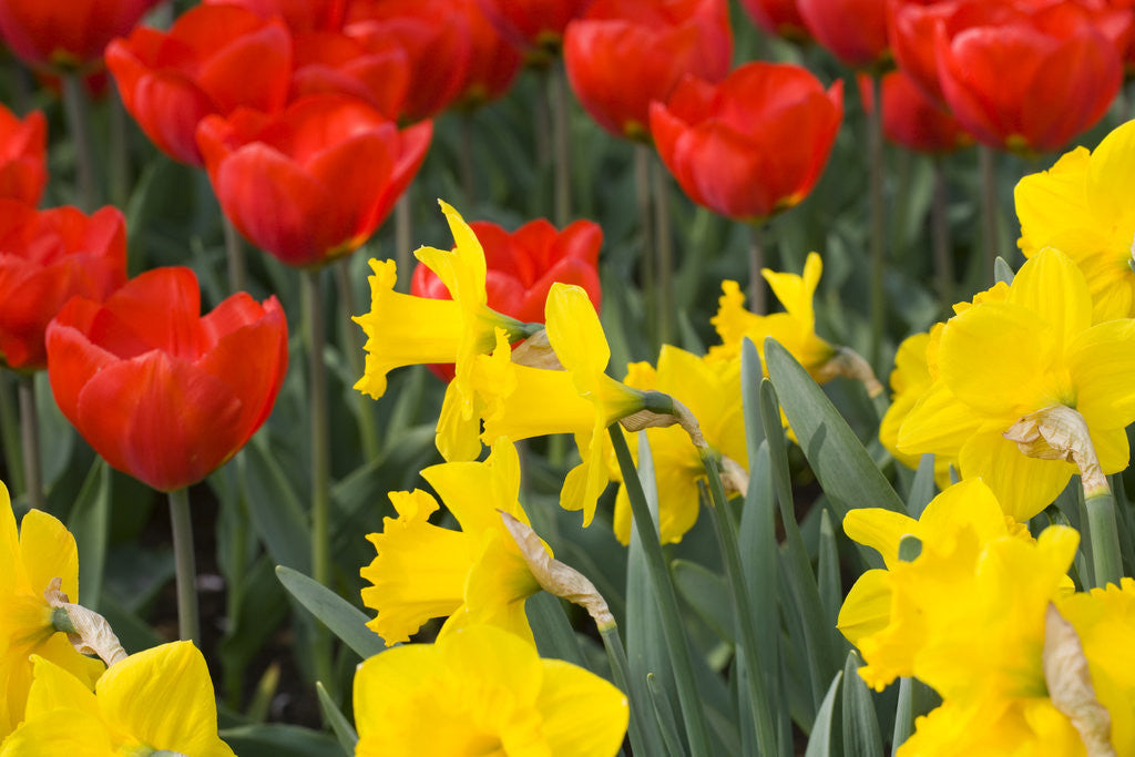 Detail of Gold Medal Narcissus and Red Paradise Tulips by Anonymous