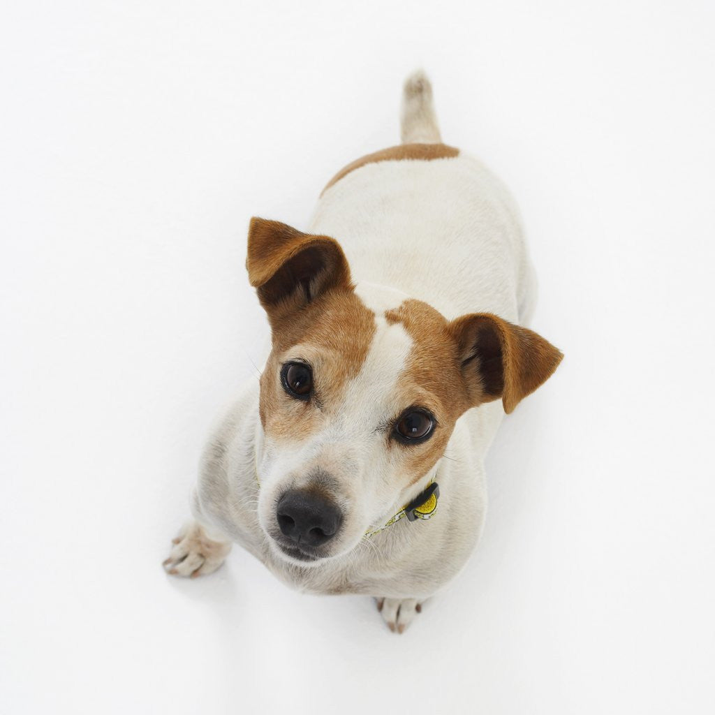 Detail of Jack Russell Terrier Looking up by Anonymous